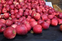 red jonaprince ceny 2020