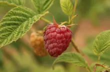 mrożone maliny ukraina