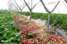 nie ma pracowników do zbiorów truskawek