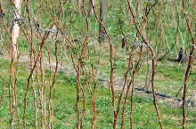 nawożenie malin na wiosnę