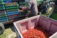 brak pracowników do zbiorów truskawek