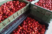 ceny owoców na mrożenie