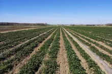 zbiory truskawek 2020