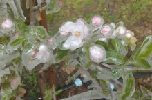 przymrozki we wloszech 2020