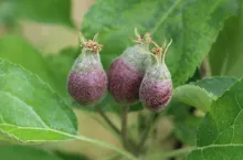 zawiązki na jabłoniach