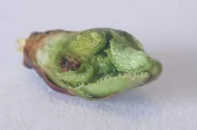 przemrożone pąki na wczesnych odmianach wiśni