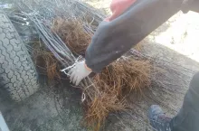 kradzież drzewek jabłoni