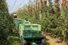 zbiory jabłek w nowej zelandii