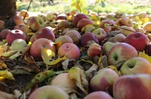 ceny koncentratu jabłkowego