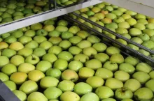 ceny jabłek deserowych 2020