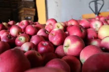 stany magazynowe jabłek w polskich chłodniach marzec 2020 wapa