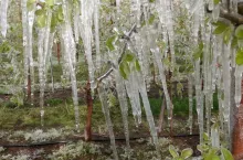 przymrozki 2020 w sadach