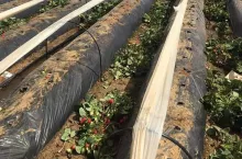 nie ma popytu na hiszpańskie truskawki