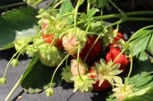 zbiór truskawek 2020