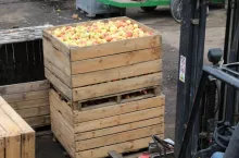 ceny jabłek przemysłowych 2020