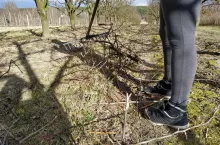 pracownicy sezonowi w sadownictwie