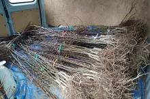 drzewka jabłoni na rynku w białej rawskiej