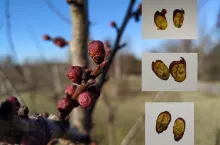 przymrozki 14-15.03.2020 - ucierpiała morela