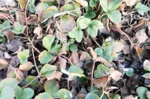 Krzaczki truskawek 13.03.2020