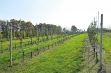 Zdjęcie sadu - MPS Sad 2/2020