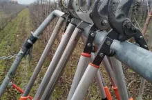 Sad, sekatory - zimowe cięcie drzew owocwych