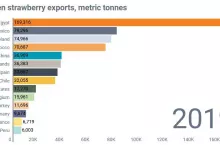 Wysokie ceny egipskich truskawek zrodlo Global Trade Tracker
