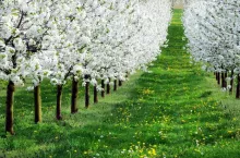 Sad wiosną - Program ratowania i poprawy kondycji roślin sadowniczych wiosną 2020 roku.