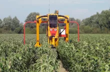 szkółka drzewek owocowych w Holandii