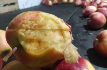 Rozpad starczy - odmiana Gloster