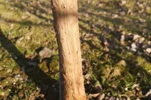 Bezduszne zające w sadzie jabłoniowym 2020