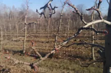 Ilość pąków na jabłoni - odmiana Ligol - styczeń 2020