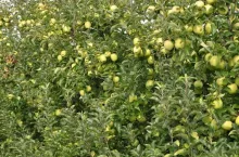 Sad jabłoniowy - podładki M9