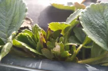 plantacja truskawek styczeń 2020