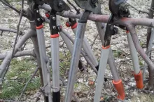 Zimowe cięcie drzew owocowych - sekatory