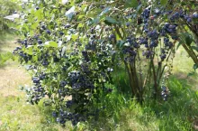 Borówka amerykańska