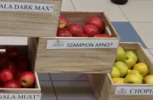 Jabłka odmiany Szampion Arno