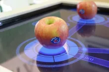 Kiku® (‘Kiku Fuji‘) odmiana klubowa