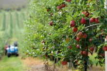 Zbiór jabłek w Wielkiej Brytanii