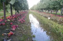 Jabłka przemysłowe - październik 2019