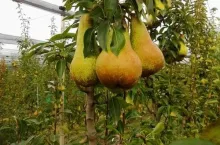 Włoski sad gruszowy