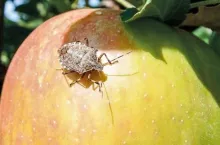 Halyomorpha Halys - inwazyjny szkodnik