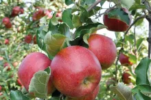 Jabłka w sadze - zbiory 2019