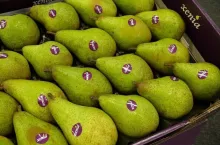 Gruszki xenia - Holandia