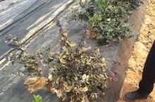 Znaleziono nową chorobę borówki wysokiej