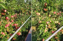 Odmiana Gala - zrywanie