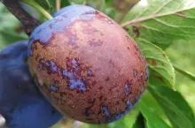 Ordzawione śliwki 2019