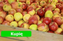 Kupię jabłka - czy taki będzie sezon 2019