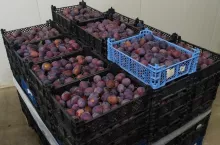 Śliwki na kilka dni do chłodni