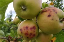 Korek na Sampionie - sierpień 2019