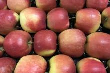 Pierwsza prognoza zbiorów 2019 w Holandii